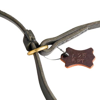 Durable Leash and Choke Collar English Pointer Equipment