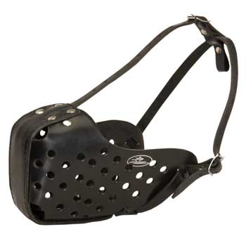 English Pointer Muzzle for Agitation Training