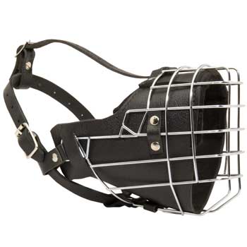 Padded on the Nose English Pointer Muzzle