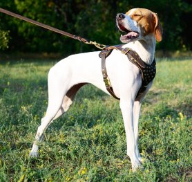 News Archive : English Pointer Breed: Dog Harness, Muzzle, Collar ...